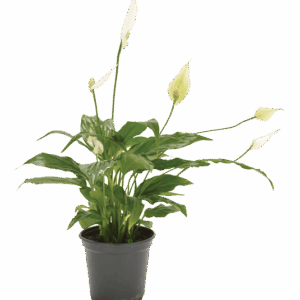 Spathiphyllum wallisii