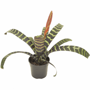 Vriesea splendens
