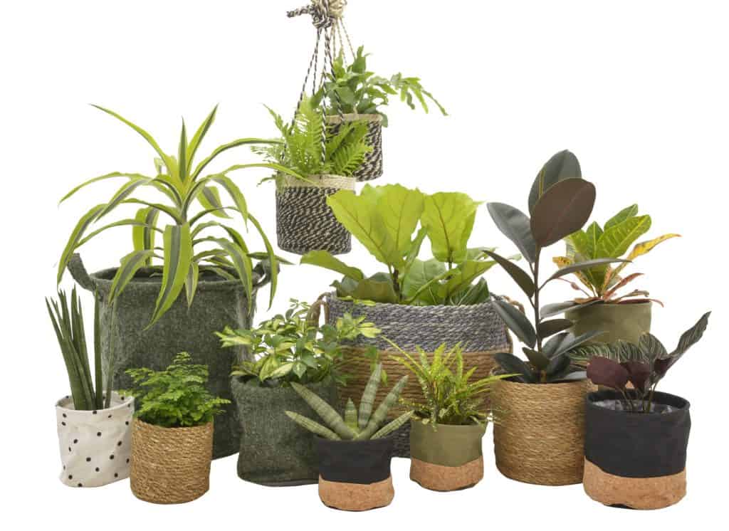 lifestyle home garden nature nursery plant shop care indoor plants how to johannesburg gauteng 