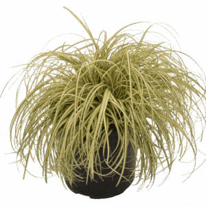 Carex hachijoensis ‘Evergold’