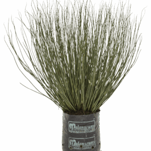 Elegia tectorum