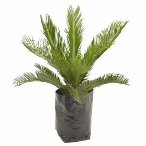 Cycas revoluta