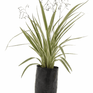Dianella tasmanica 'Variegata'