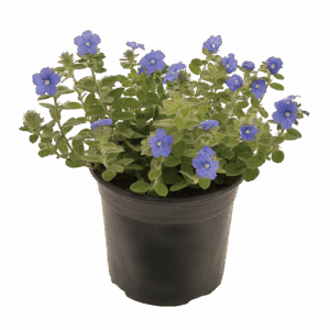 Evolvulus 'Blue my Mind'