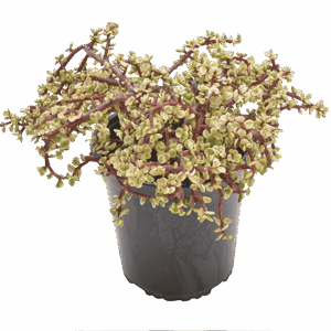 Portulacaria afra ‘Variegata’