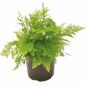 Selaginella pallescens