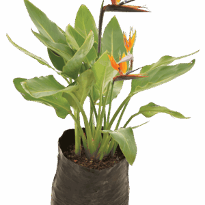 Strelitzia reginae