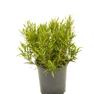 Syzygium pondoense