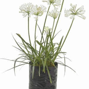 Agapanthus 'Albus'