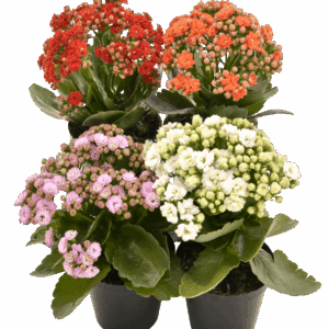 Calandiva Range of Colours