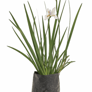 Dietes grandiflora