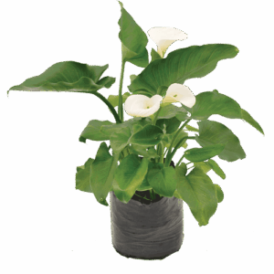 Zantedeschia aethiopica
