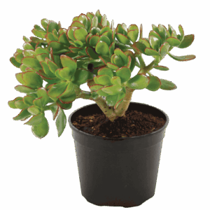 Red Edged Jade Plant