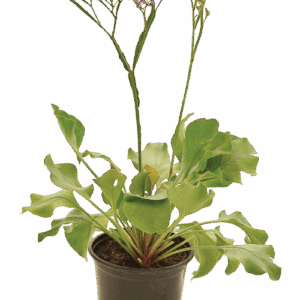 Limonium perezii