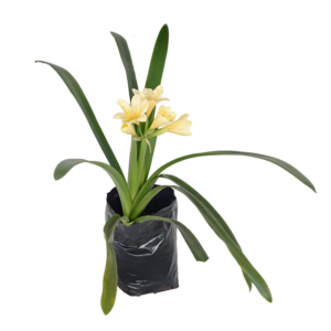 Bright orange clivia citrina sold by Lifestyle Home Garden