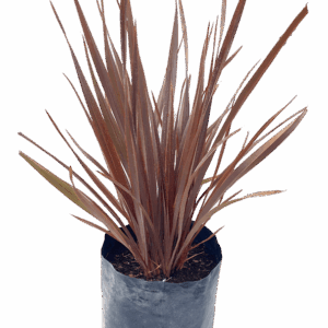 Phormium tenax 'Atropurpureum'