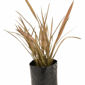 Phormium 'Flamingo'