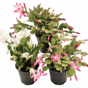 Zygocactus trunctatus