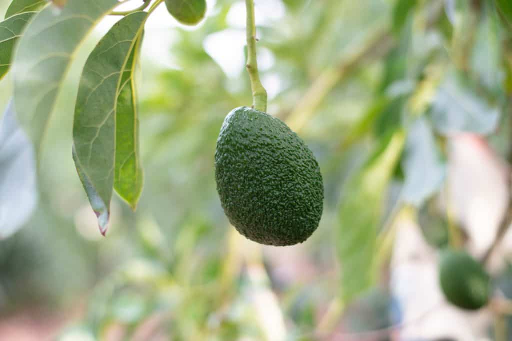 lifestyle home garden nursery plant shop johannesburg gauteng avocado avo growing your own fruit tree summer spring guacamole fresh good sun 
