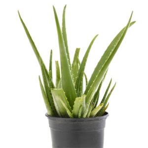 Aloe vera (Aloe barbadensis)