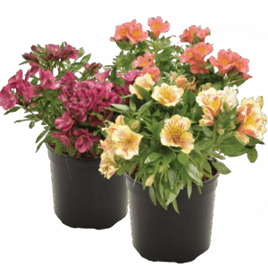 Alstroemeria Mixed Colours