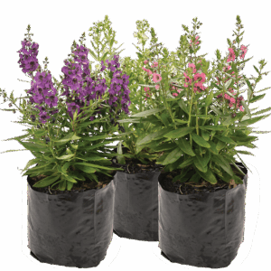 Angelonia angustifolia