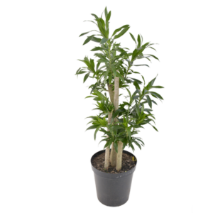 Dracaena reflexa