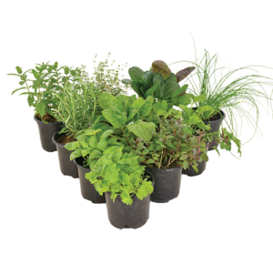 Herbs & Vegetables Assorted 12cm
