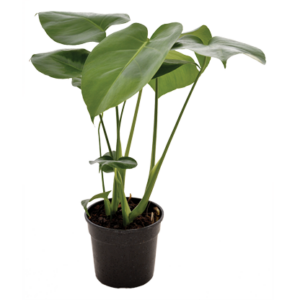 Monstera deliciosa