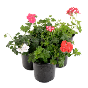 Pelargonium peltatum