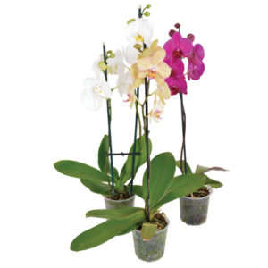 Phalaenopsis dendrobium