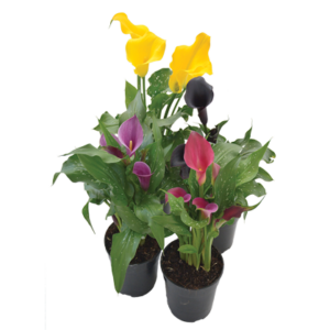 Zantedeschia Hybrids Mixed
