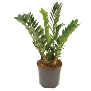Zamioculcas zamiifolia