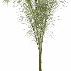 Arecastrum (Syagrus) romanzoffianum