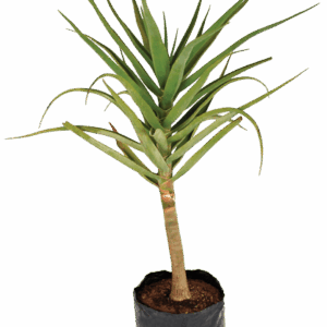 Aloidendron (Aloe) barberae (bainesii)