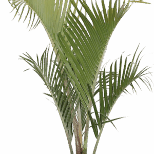 Neodypsis decaryi
