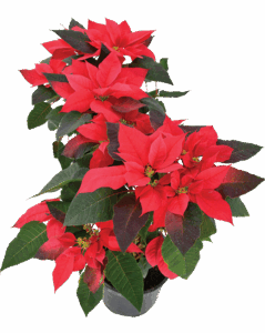 Bright Red Poinsettia with Healthy Green Leaves