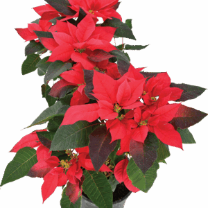 Bright Red Poinsettia with Healthy Green Leaves