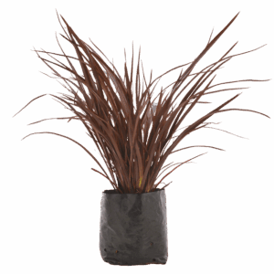 Phormium tenax 'Rubrum'