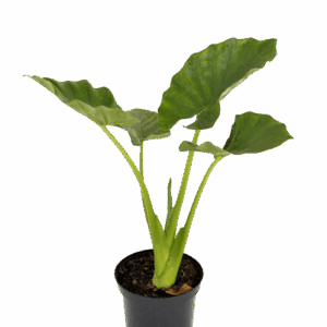 Alocasia macrorrhiza