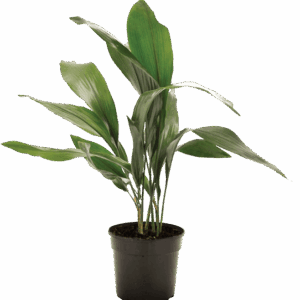 Aspidistra elatior