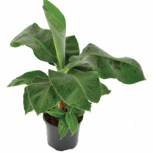 Musa 'Williams'
