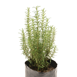 Rosmarinus 'Tuscan Blue'