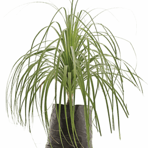 Beaucarnea recurvata