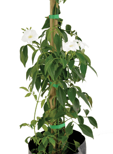 Pandorea jasminoides 'Lady Di'