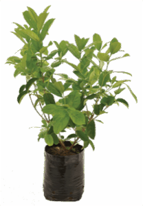 Healthy root system of a potted Viburnum tinus 'Compactum' from Lifestyle Home Garden
