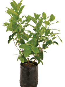 Healthy root system of a potted Viburnum tinus 'Compactum' from Lifestyle Home Garden