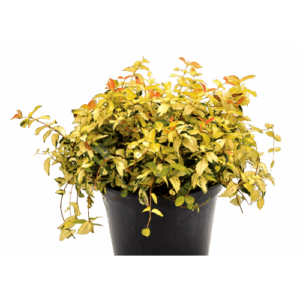Asian Star Jasmine