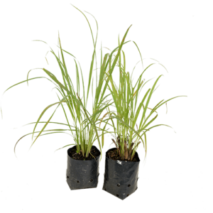 Lemon Grass