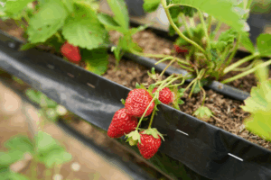 Plump ripe strawberry to inspire backyard fruit gardening